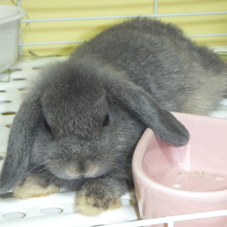 里親様お待ちしてます。ホーランドロップの男の子です