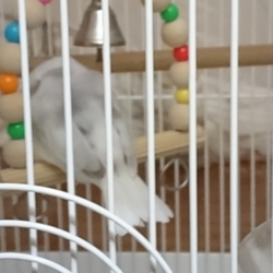 暑中