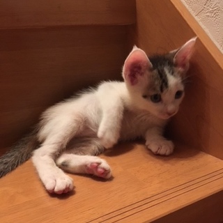 白キジ  男の子