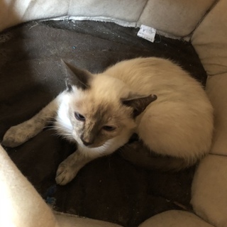 シャムミックス女の子５ヶ月