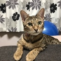 里親さんが決まりました！