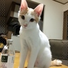 うちにきて2週間。すっかりうちの子に(o´ω`o)