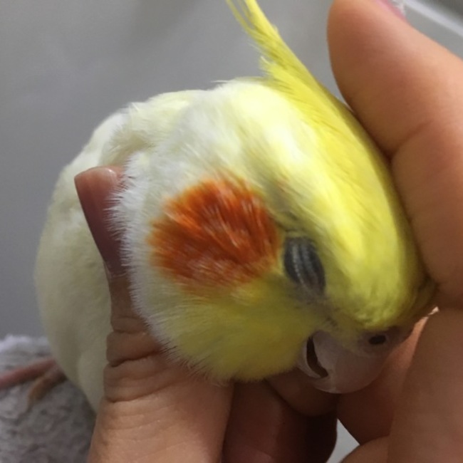 Mikokoroのカバー写真