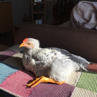 ニワトリ プリマスロック里親募集