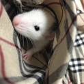 めっちゃかわいいファンシーラットの里親募集