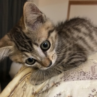 やさしい色合いのキジトラちゃん