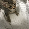 GW頃に産まれた野良猫ちゃん3匹の募集