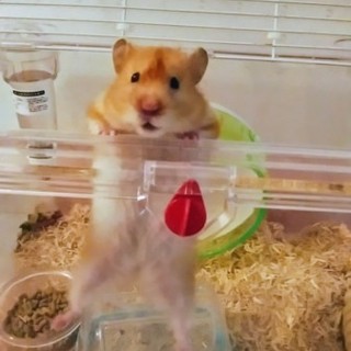 長毛のゴールデン♀7ヶ月の子です☆