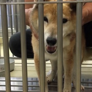 可愛いおじいちゃん