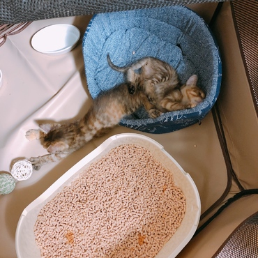 ダラダラのテテとトト。