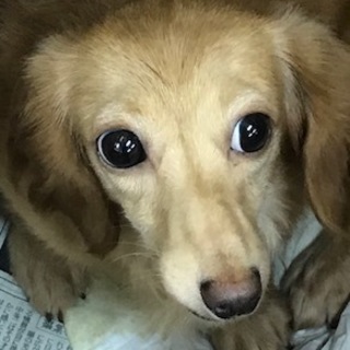 ダックス女の子