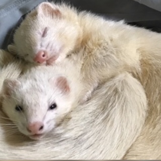 フェレット 3歳の男の子、女の子