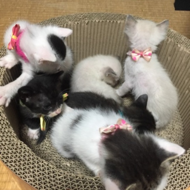 モコみのカバー写真