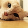 の写真