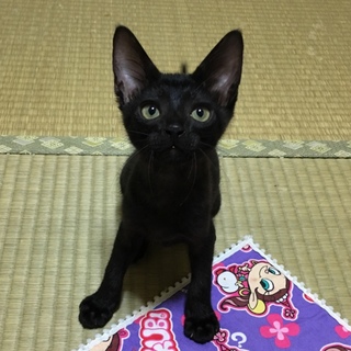 別サイトにて決定しました！こんぶ君♪