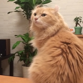 とても人懐こいです