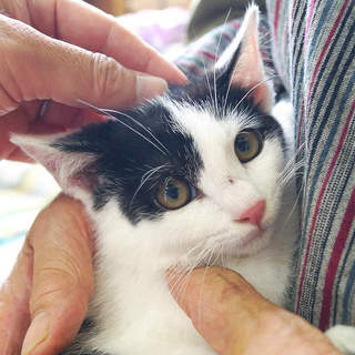 生後2ヶ月。良い子のソラ君です＾＾/