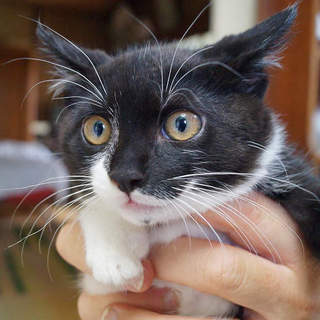 生後2ヶ月。良い子のキラちゃん＾＾/