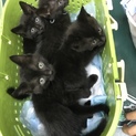 一時停止。肩乗り子猫