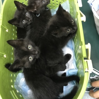 一時停止。肩乗り子猫