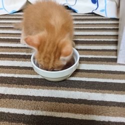 家族が増えました。