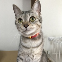 ねね