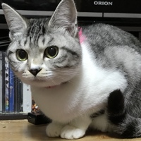 ふく