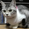 ふく