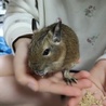 デーちゃん さん