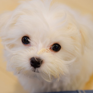 申込み多数のため、一旦募集を終了させていただきます