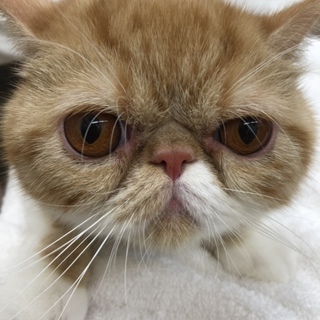 里親さん募集！！