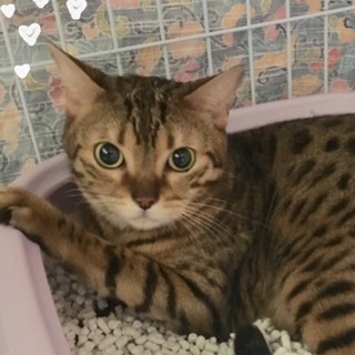 ベンガル☆甘えん坊な　愛子ちゃん　2歳