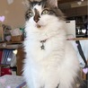 コテツ