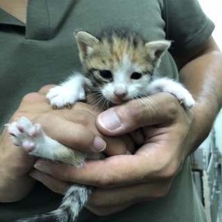 小さな三毛猫のミクちゃん