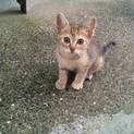 キジ猫ちゃんの里親さん募集します(^^)