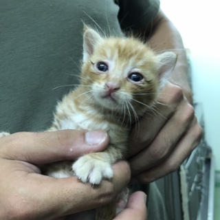 小さな茶トラの男の子  たいよう君