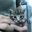 小さな子猫  キジトラのルビィ君