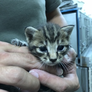 小さな子猫  キジトラのルビィ君