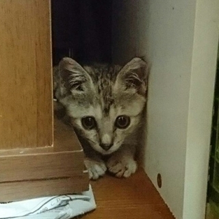 縞サビ　うるる　おてんば娘