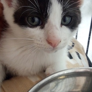 黒白はちわれの男の子