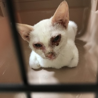 メス猫ちゃん「シャムミックス」です♡