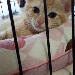 茶トラの男の子