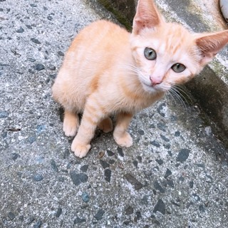 ＊３ヶ月男の子茶トラ＊