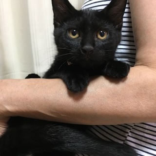 【8/5千葉譲渡会】黒猫ぐり★天真爛漫3ヶ月