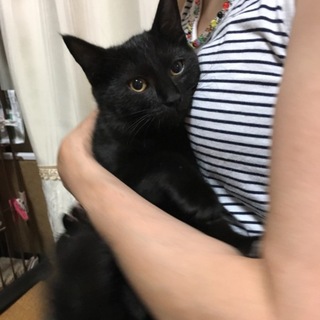 黒猫ぐら★シャイな生後3ヶ月