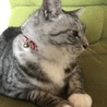 まいかってぃー