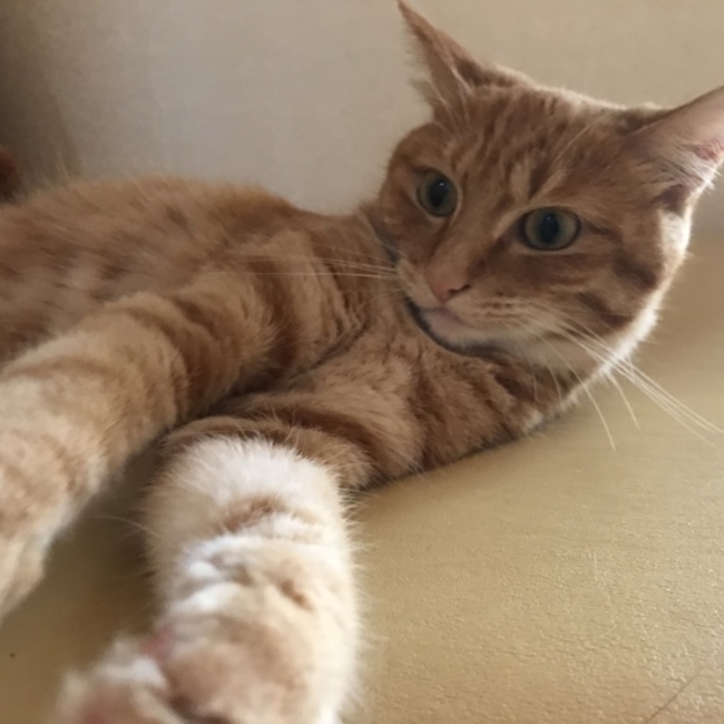 まいかってぃーのカバー写真