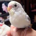 本当に可愛いセキセイインコです