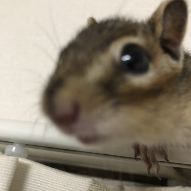 ぱぴいのカバー写真