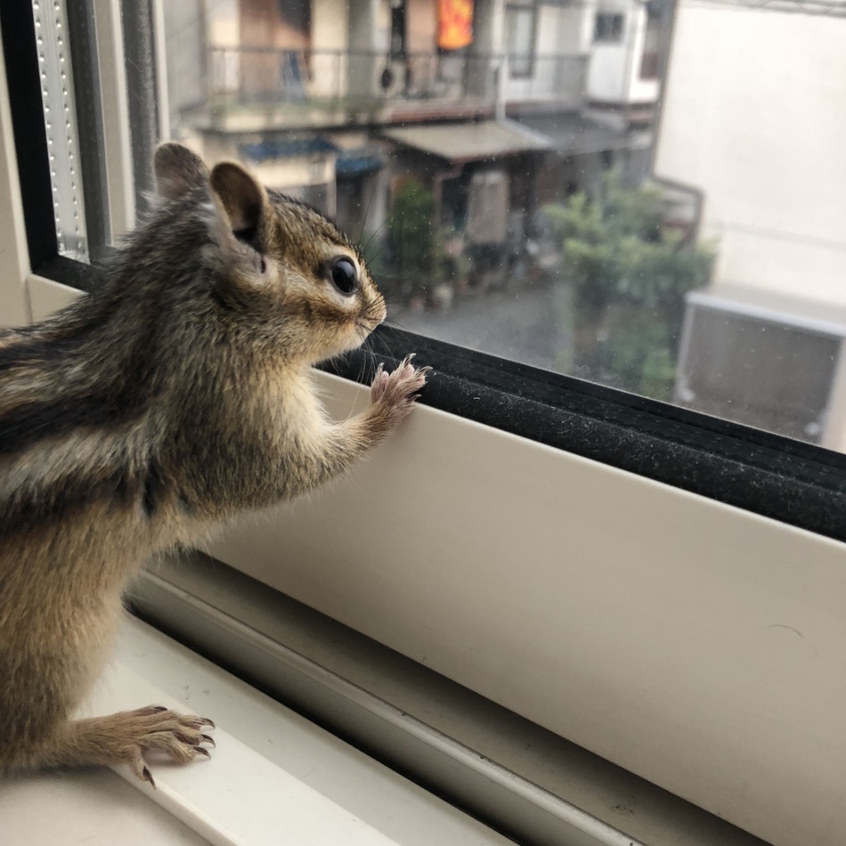 ちょろのカバー写真